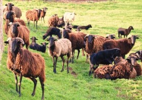 MASSESE - AZIENDA AGRICOLA FAUSTINI