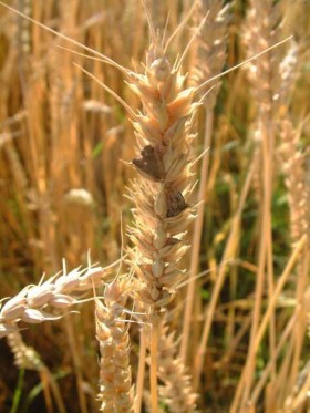 TREBBIATURA - AZIENDA AGRICOLA FAUSTINI