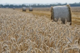  - AZIENDA AGRICOLA FAUSTINI